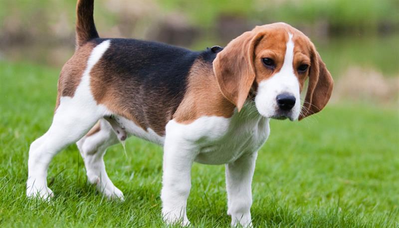Il Beagle, tenace e vigoroso, è un vero segugio